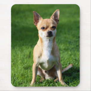 Liebe Chihuahua Welpen Hund Mauspad