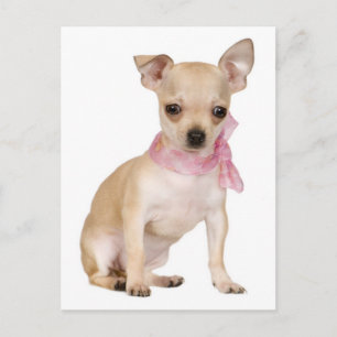 Liebe Chihuahua Welpen-Hund Postkarte