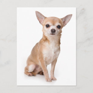 Liebe Chihuahua-Welpen-Hund-Postkarte Postkarte