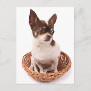 Liebe Chihuahua-Welpen-Hund-Postkarte Postkarte