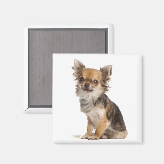 Liebe Chihuahuas Magnet (Vorderseite/Rückseite)