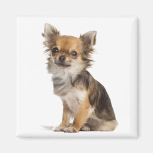 Liebe Chihuahuas Magnet