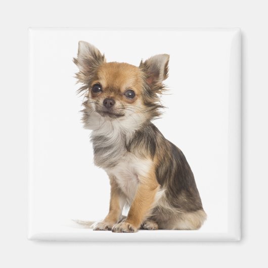 Liebe Chihuahuas Magnet (Vorne)