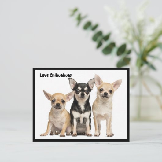 Liebe Chihuahuas Postkarte (Stehend Vorderseite)