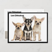 Liebe Chihuahuas Postkarte (Vorne/Hinten)