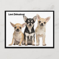 Liebe Chihuahuas Postkarte