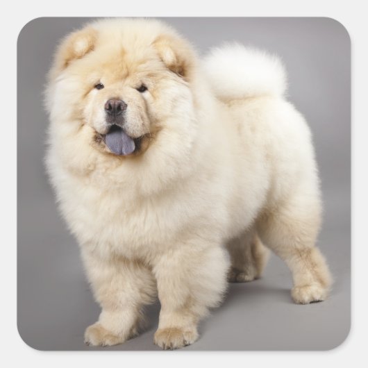 Liebe Chow Chow Welpe Hund Gruß Sticker (Vorderseite)