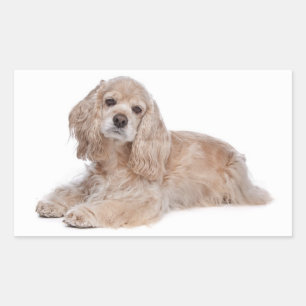 Liebe Cocker Spaniel Welpen Hund Aufkleber