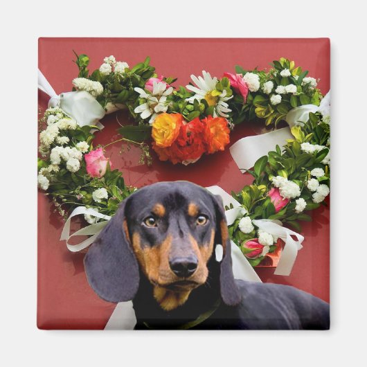 Liebe Dachsund Magnet (Vorne)