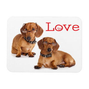Liebe Dackel Welpen Hund Kühlschrankmagnet Magnet