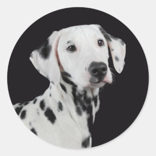 Liebe Dalmatiner Welpen Hund Gruß Aufkleber