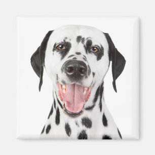 Liebe Dalmatiner Welpen Hund Kühlschrank Magnet