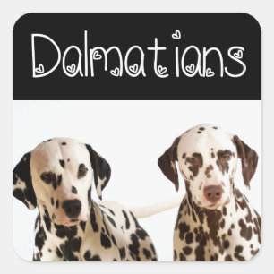 Liebe Dalmatiner Welpen-Hunde-Gruß-Aufkleber Quadratischer Aufkleber