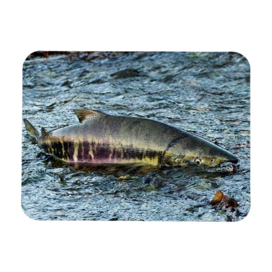 Liebe der Fischer Magnet (Horizontal)