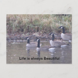 Liebe der Natur Postkarte