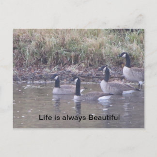 Liebe der Natur Postkarte