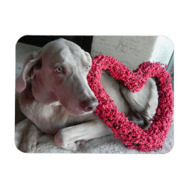 Liebe des Regens - Hund - Weimaraner Magnet