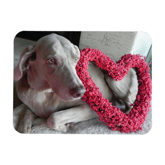 Liebe des Regens - Hund - Weimaraner Magnet (Horizontal)