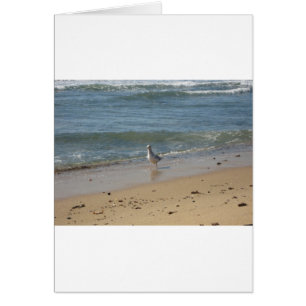 Liebe des Seegras Montauk