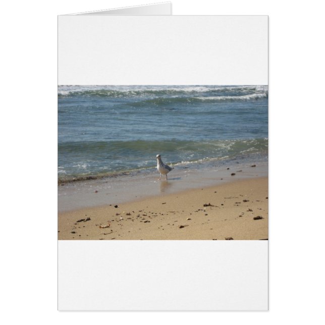 Liebe des Seegras Montauk (Vorne)