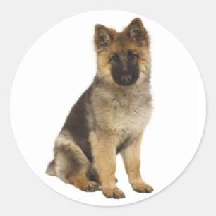 Liebe Deutsche Schäferhund Welpen Aufkleber