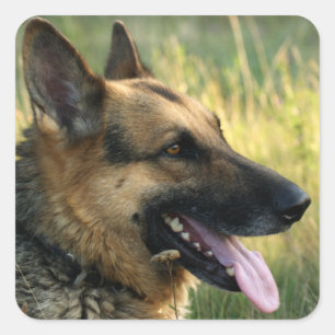 Liebe Deutsche Schäferhund Welpen Hund Aufkleber