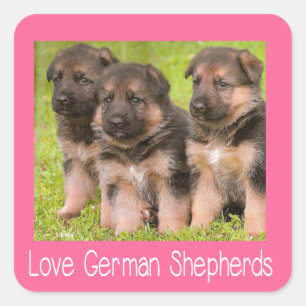 Liebe Deutscher Schäferhund Welpe Rosa Hundeaufkle Quadratischer Aufkleber