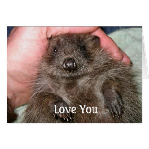 Liebe, die Sie kardieren