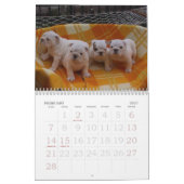 Liebe diese Bulldogge Calander Kalender (Feb 2027)