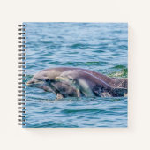 Liebe Dolphin & Baby Notebook Notizblock (Vorderseite)