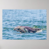 Liebe Dolphin & Baby Poster (Vorne)