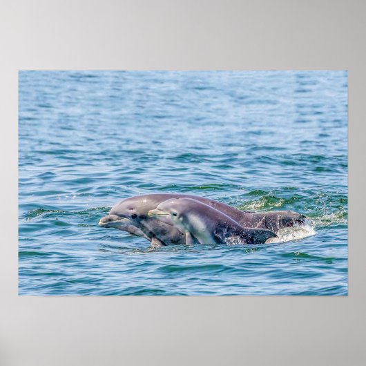 Liebe Dolphin & Baby Poster (Vorne)