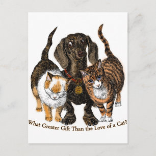 Liebe einer Katze Postkarte