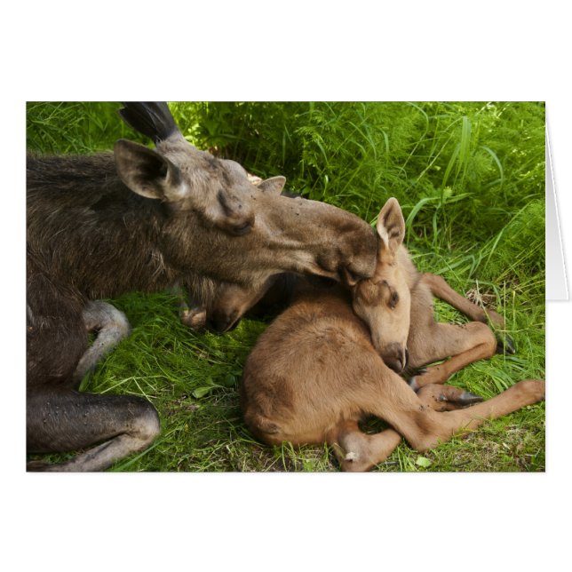 Liebe einer Mutter (Vorderseite (Horizontal))