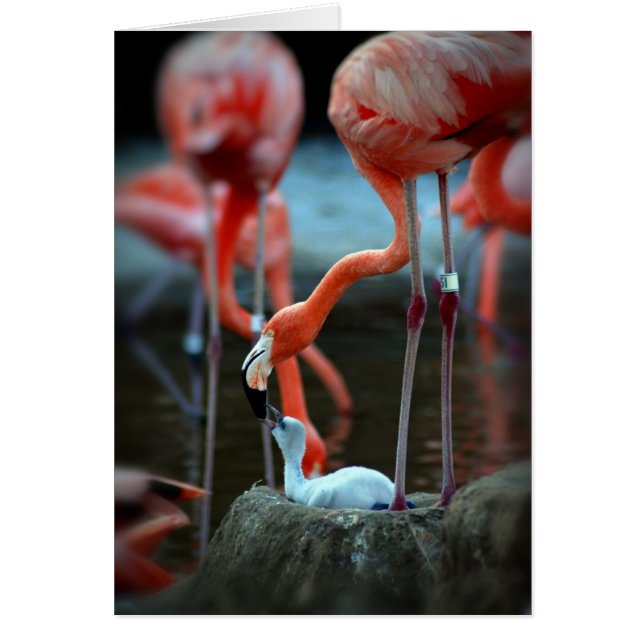 Liebe einer Mutter (Vorne)