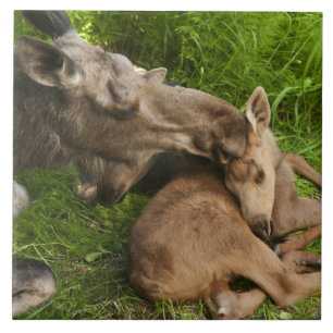 Liebe einer Mutter Fliese