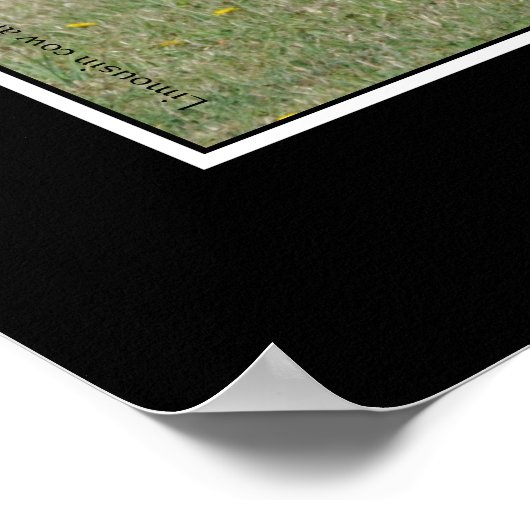 Liebe einer Mutter, Kuh leckt ihr Kalb Poster (Ecke)