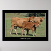 Liebe einer Mutter, Kuh leckt ihr Kalb Poster (Vorne)