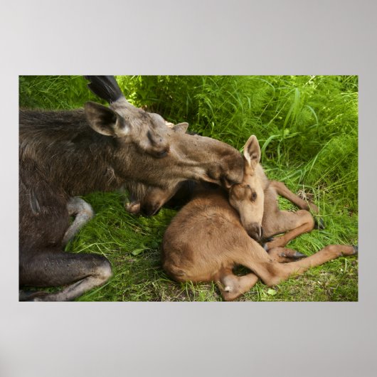 Liebe einer Mutter Poster (Vorne)