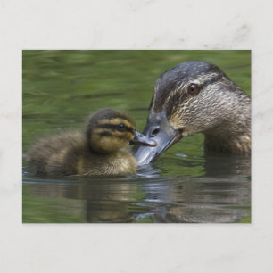 Liebe einer Mutter Postkarte