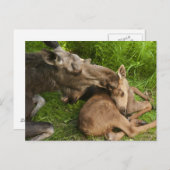 Liebe einer Mutter Postkarte (Vorne/Hinten)