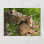 Liebe einer Mutter Postkarte (Vorderseite)