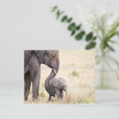 Liebe Elefant Baby Foto Postkarte (Stehend Vorderseite)