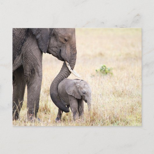 Liebe Elefant Baby Foto Postkarte (Vorderseite)