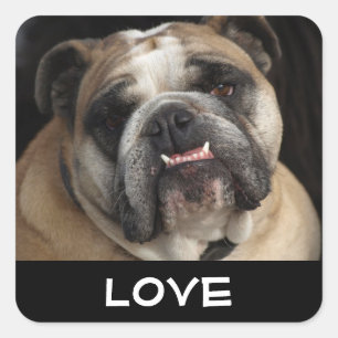 Liebe Englisch Bulldogge Welpe Hund Gruß Aufkleber