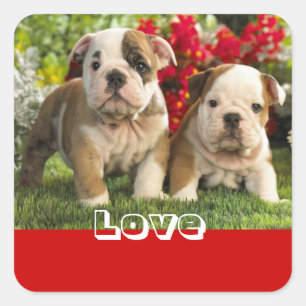 Liebe Englisch Bulldogge Welpe Hund Gruß Aufkleber
