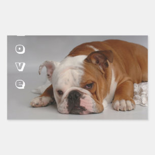 Liebe-Englisch-Bulldogge-Welpen-Hund-Gruß-Aufklebe Rechteckiger Aufkleber
