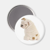 Liebe English Bulldog Puppy Dog Magnet (Vorderseite/Rückseite)