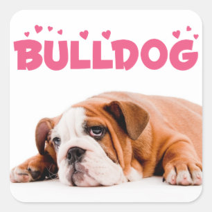 Liebe English Bulldog Welpe Hund Pink Hearts Aufkl Quadratischer Aufkleber