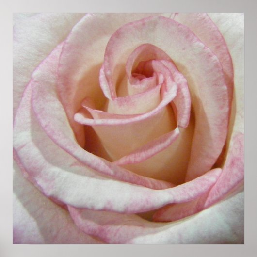 Liebe Erste Rose der Blush Poster (Vorne)